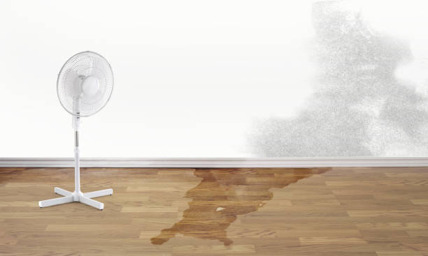 Best Carpet water damage restoration  in , MA